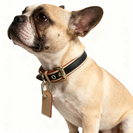 Guangdong Pet Collar Teddy Dog Leash For Cats And Dogs