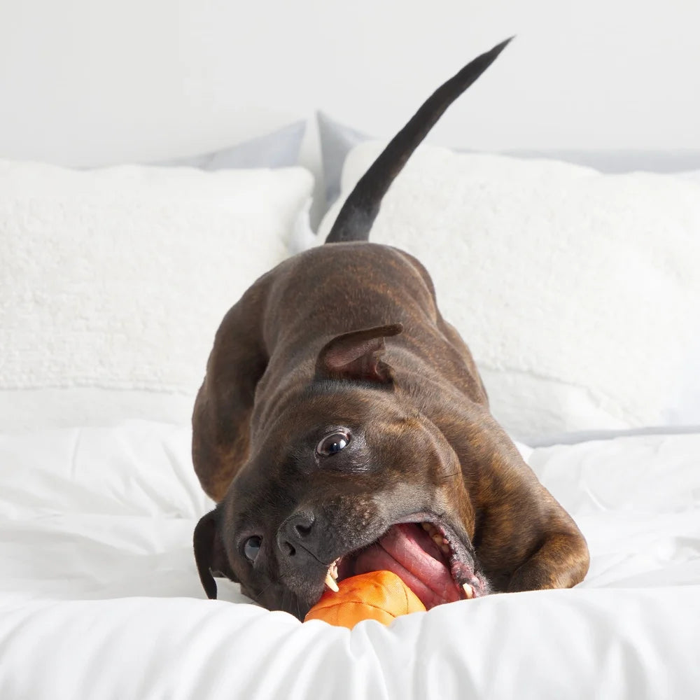 Hign-concerned Crush Rip Reveal Treat Holder Dog Toy For Medium Dogs