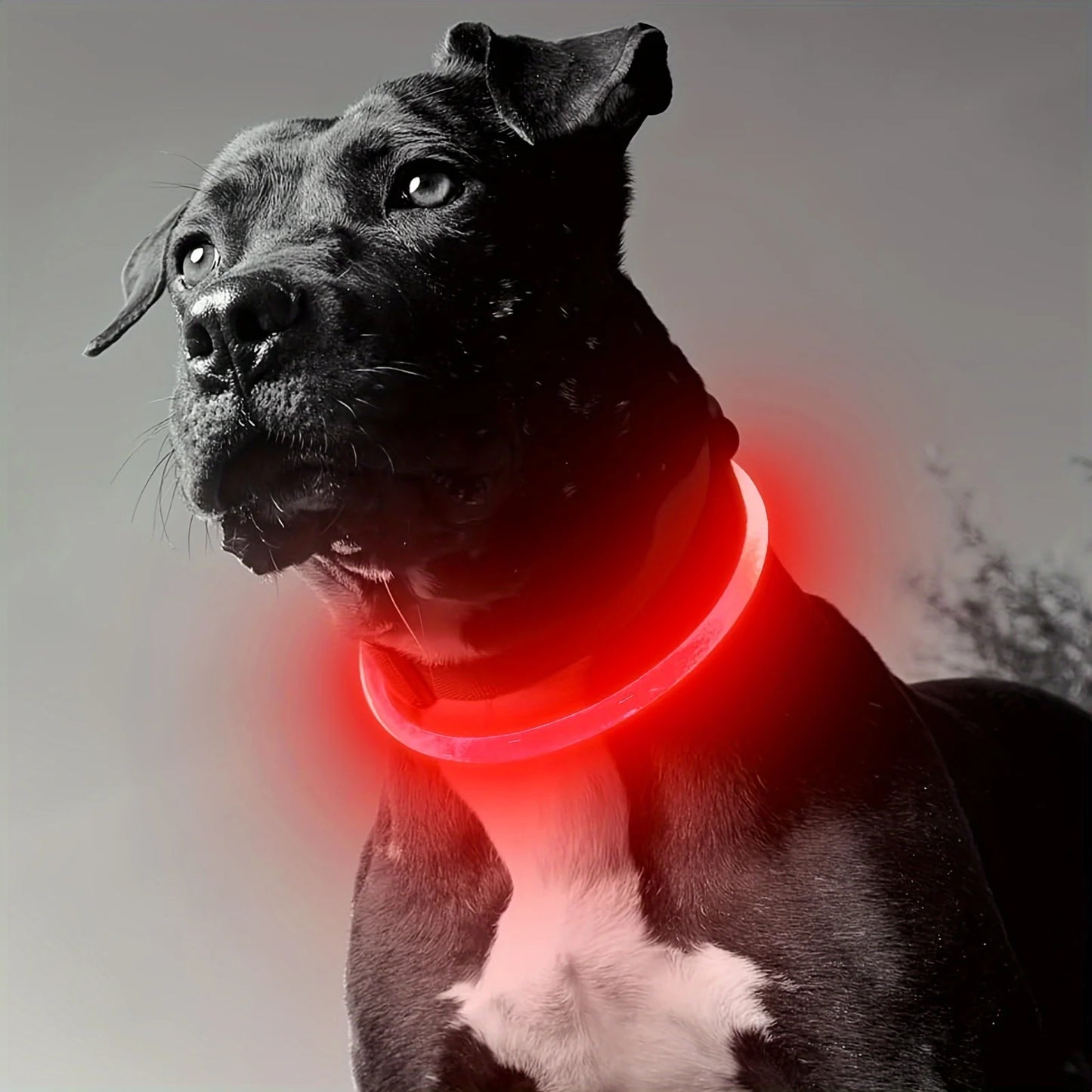 LED Light Dog Collar USB Rechargeable Luminous Anti Lost Necklace