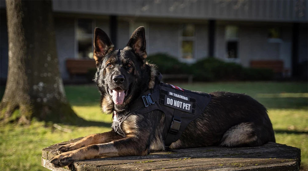 PETRAVELCN Dog Harness And Leash Vest For German Shepherd Malinois
