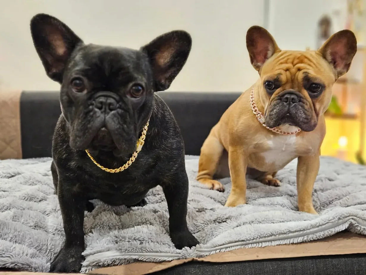 NONECN Diamond Cuban Dog Collar with Stainless Steel Chain Buckle