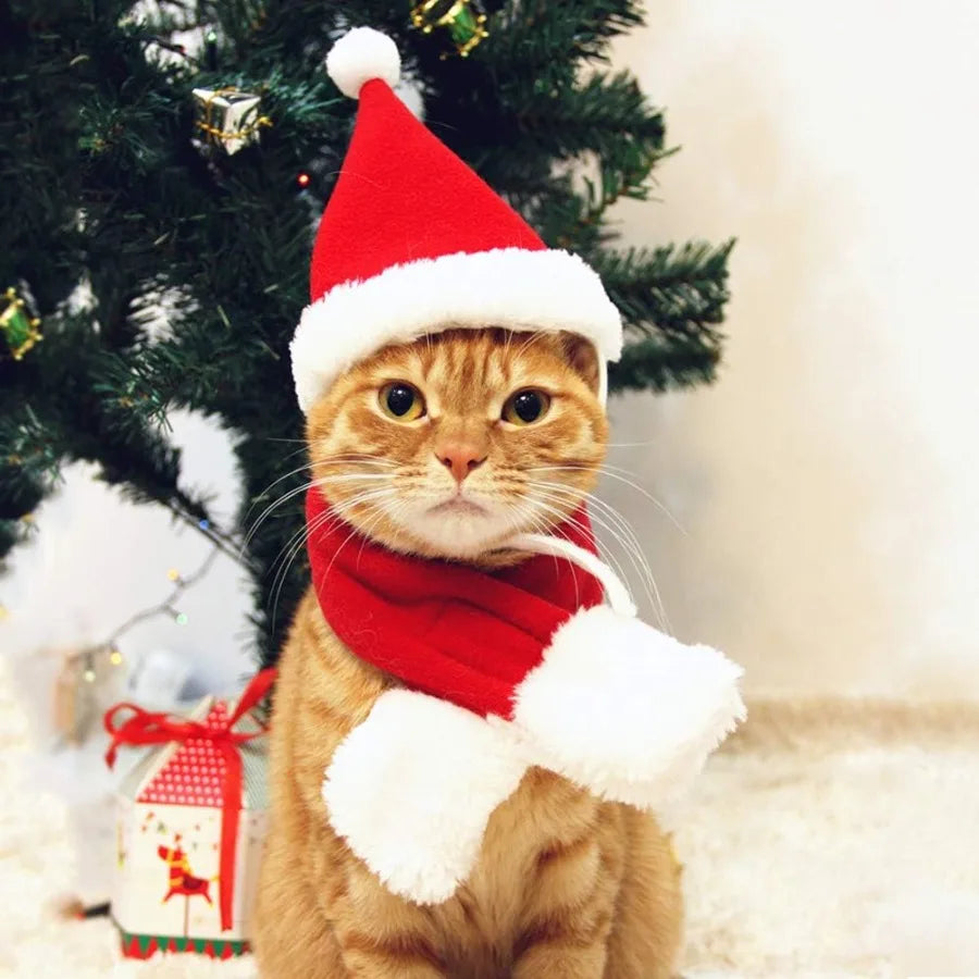 High Concerned Cat Santa Hat With Scarf Christmas Costume