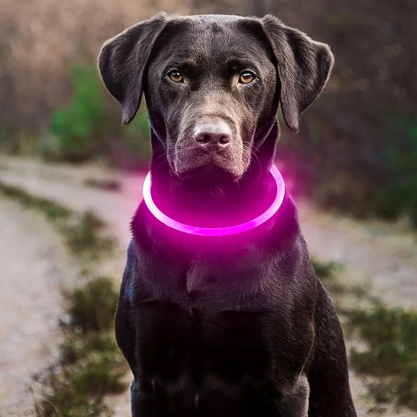 LED Light Dog Collar USB Rechargeable Luminous Anti Lost Necklace